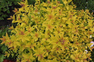 Japanese spirea in the garden