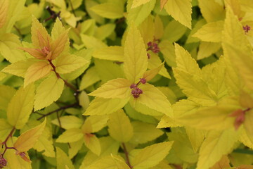Japanese spirea in the garden