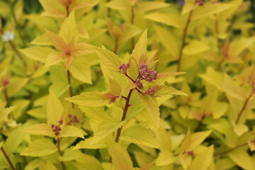 Japanese spirea in the garden. Spring leaves of spirea