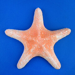 Big starfish on dark blue background.Square photo format.Flat lay.Close up.Сoncept of...