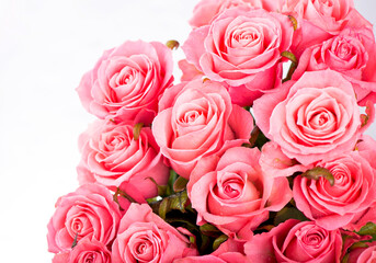 Pink roses isolated on the white background