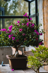 Fototapeta premium Bonsai tree