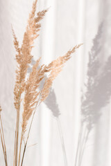 Close-up of soft dry branches of beige reeds on a light background in a modern stylish and...