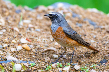 Gartenrotschwanz (Phoenicurus phoenicurus) Junges Männchen
