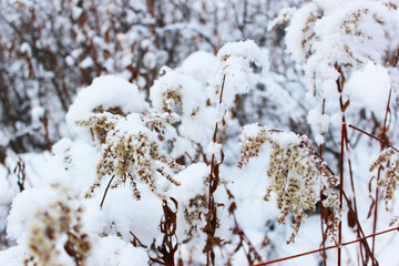 dry grass under the snow. Beautiful snowy winter forest with trees covered with frost and snow close up. Nature winter background with snow-covered branches. white frost on trees, white drifts Road