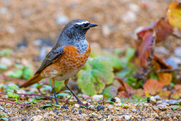 Gartenrotschwanz (Phoenicurus phoenicurus) Junges Männchen