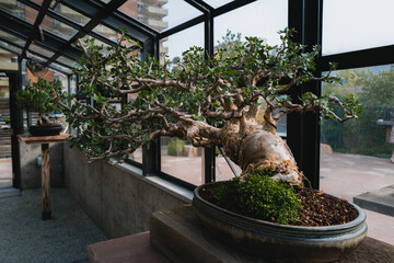 Bonsai tree