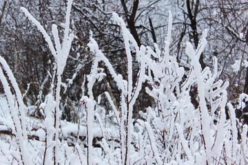 Beautiful snowy winter forest with trees covered with frost and snow close up. Nature winter background with snow-covered branches. white frost on trees, white drifts Road, trail in the winter forest