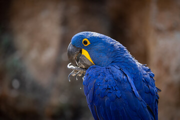 Obraz premium Detailed close up portrait of Hyacinth macaw, the Blue Parrot is a parrot native to central and eastern South America. The largest parrot by length in the world, the hyacinth macaw is 1 m.