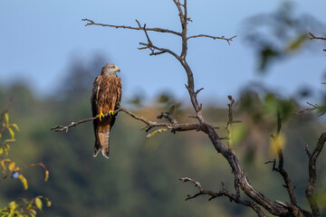 Rotmilan (Milvus milvus)