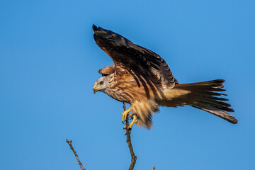 Rotmilan (Milvus milvus)