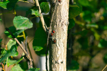 Small group of red bugs on a tree. Pyrrhocoris apterus nests on the tree trunk