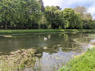 swans on pond