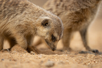 Meerkat a very funny and popular animal.  It is characterised by a broad head, large eyes, a pointed snout, long legs, a thin tapering tail, and a brindled coat pattern.