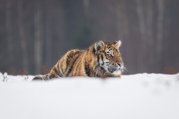 Beautiful and majestic young Siberian Tiger in its typical natural environment, endless snow covered meadows, birch trees and forest. Dangerous yet also endangered animal. Save our planet.