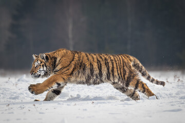 Beautiful and majestic young Siberian Tiger in its typical natural environment, endless snow covered meadows, birch trees and forest. Dangerous yet also endangered animal. Save our planet.