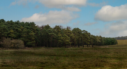 a left to right sweep of pine and fir trees with a blue sky 