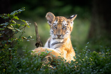 Cute and curious kitty of Siberian tiger in forest. Very young, just playing and fooling around....