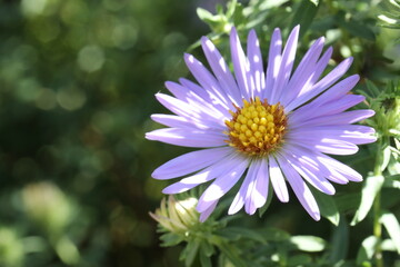 Obraz premium purple aster flower