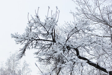 Beautiful snowy winter forest with trees covered with frost and snow close up. Nature winter background with snow-covered branches. white frost on trees, white drifts Road, trail in the winter forest
