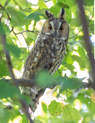 Waldohreule (Asio otus)