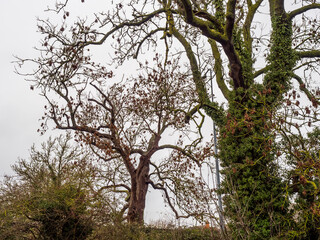 Fototapeta premium TREES BY THE CANAL 