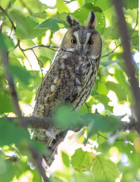 Waldohreule (Asio otus)