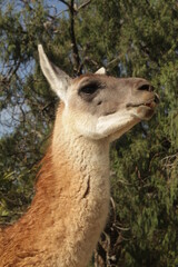 llama © Pablo