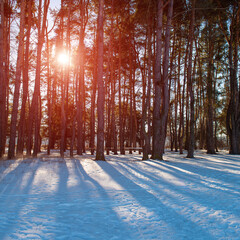 Snow shadows from tree trunks in a pine forest on a sunny day.