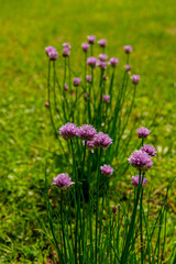 purple flowers of decorative flowers in the garden.