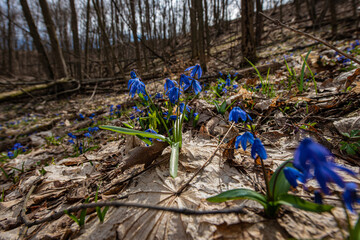 first spring flower-March month. Gentle blue scilla flowers in a forest. Blooming purple shrub amid dry foliage in the forest.