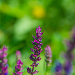 Purple blooming flowers in a meadow on a sunny day.