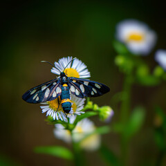 butterfly sits on a meadow flower on a blurred green background.