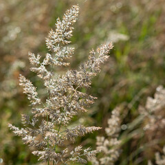 spikelets of a plant on a background of green grass on a sunny day.
