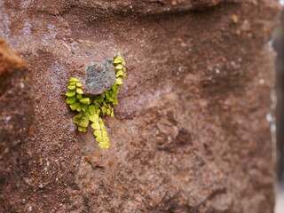 Grüne Pflanze keimt und wächst einsam auf einer Steinmauer
