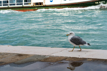 spazieren gehende Möwe am Kanal in Venedig, im Hintergrund ein vorbeifahrendes Boot
