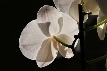 weisse Orchidee im Licht