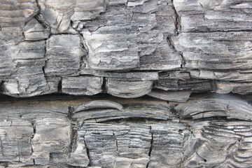 rough burnt wood texture for your design. Black and burnt wooden heads close up forest with black tree trunks. Human error can cause a dangerous fire, environmental disaster, environmental disaster.