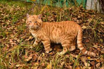 cat in the grass