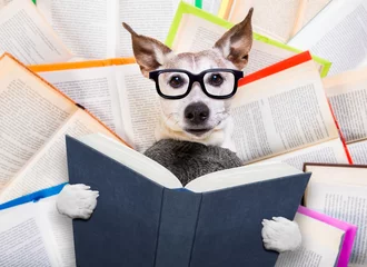 Photo sur Plexiglas Chien fou livres de lecture de chien