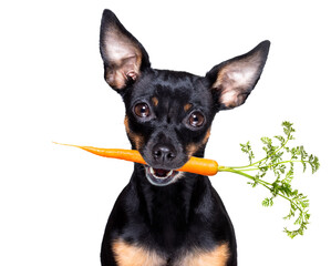 chien avec une carotte végétalienne saine dans la bouche
