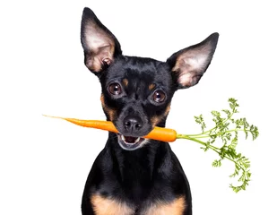 Photo sur Plexiglas Chien fou chien avec une carotte végétalienne saine dans la bouche