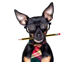 Foto auf Acrylglas Lustiger Hund Hund mit Bleistift im Büro