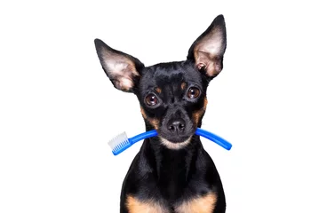 Stickers pour porte Chien fou chien brosse à dents dentaire