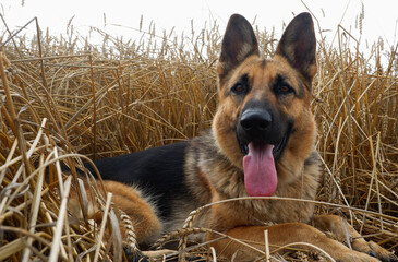 German shepherd posing on the background of ripe wheat spikelets