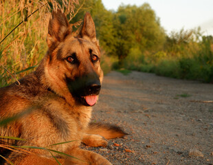 German shepherd dog posing in the rays of sunset on a rural road