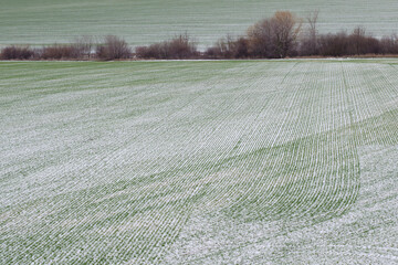 Agricultural field of winter crops under the snow. The green rows of young wheat on the white field.