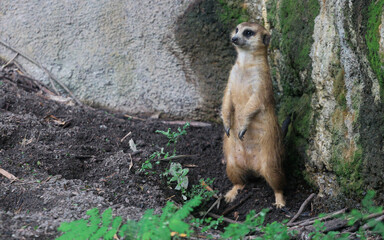 meerkat on the lookout