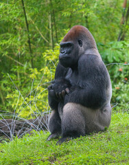 Silverback Gorilla 