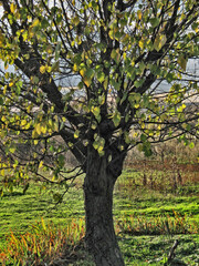 Fototapeta premium Autumn motive.Composition 6.